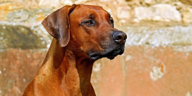 chien