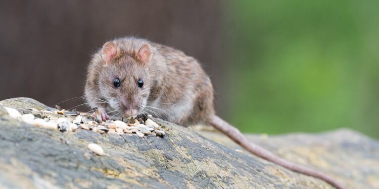 rat