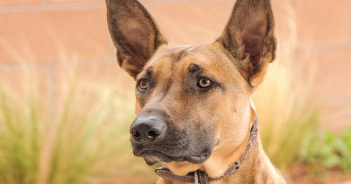Malinois