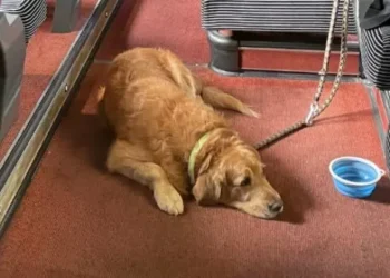 chien-tgv