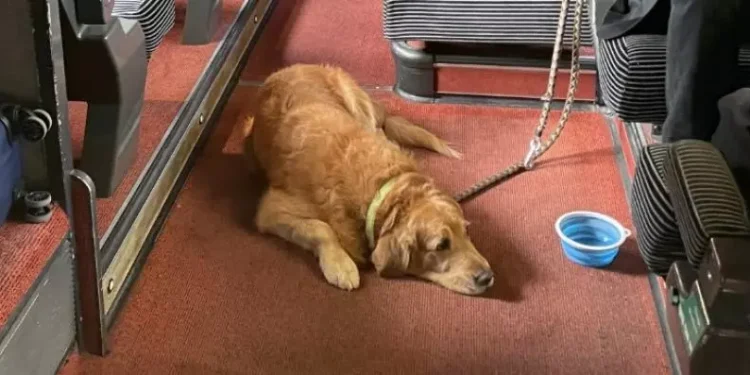 chien-tgv
