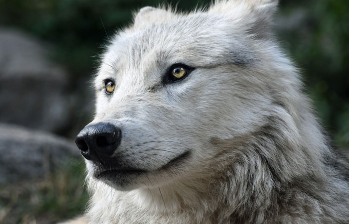 Les images insoutenables d&rsquo;un américain s&rsquo;amusant à torturer des loups et des coyotes avec sa moto neige