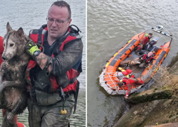 Seine-Maritime : les pompiers sauvent un Husky à la dérive dans la Seine
