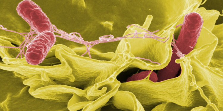 Escherichia coli dans l'Aisne