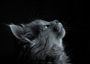 Insolite : après 12 ans d’errance, une chatte parcourt 300 km pour retrouver son maître