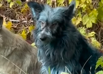 Dans l’ombre de Tchernobyl : ces chiens qui survivent à la radioactivité